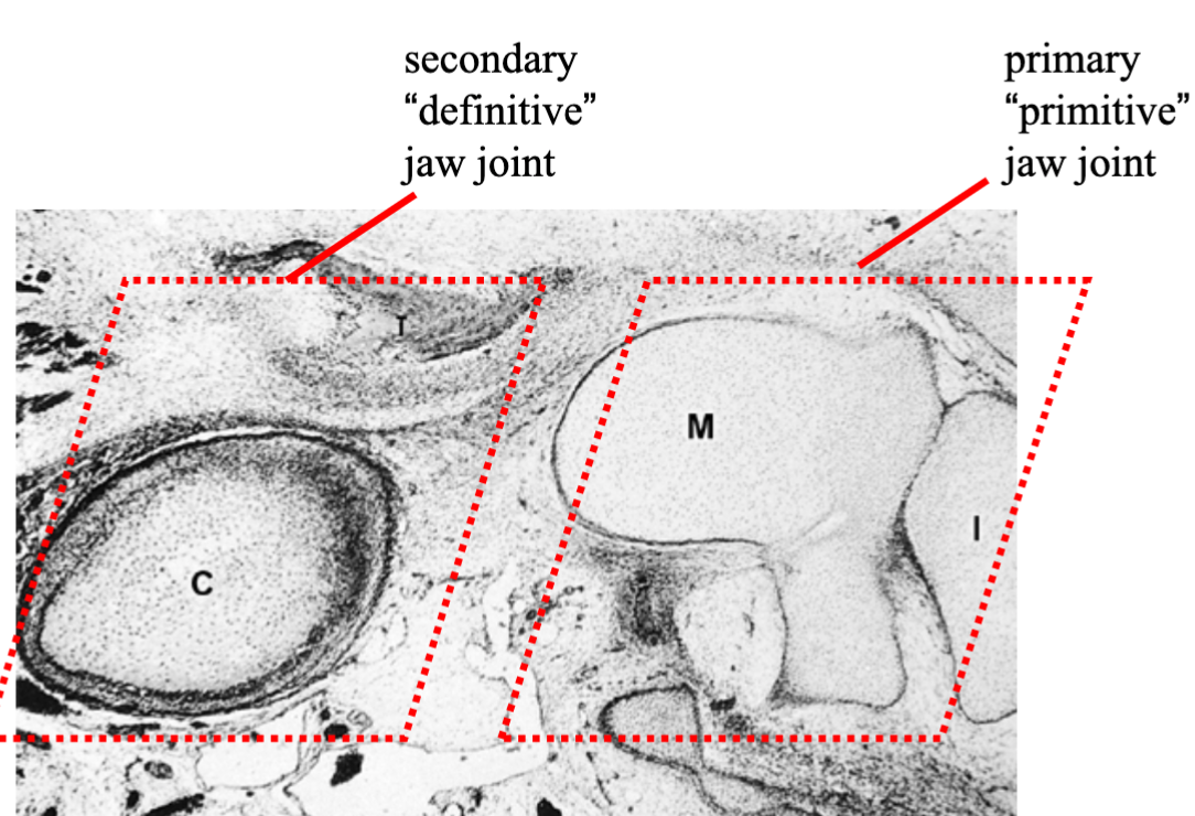 <p>what happens to the meckel’s cartilage </p>