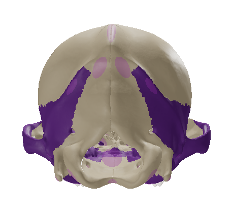 <p>lies below the parietal bone on the caudolateral surface of the skull.</p>