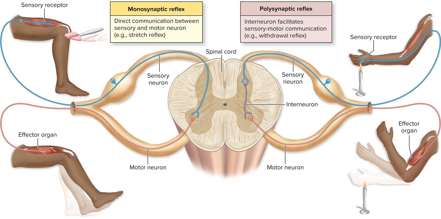 <p>Classification of Reflexes</p>