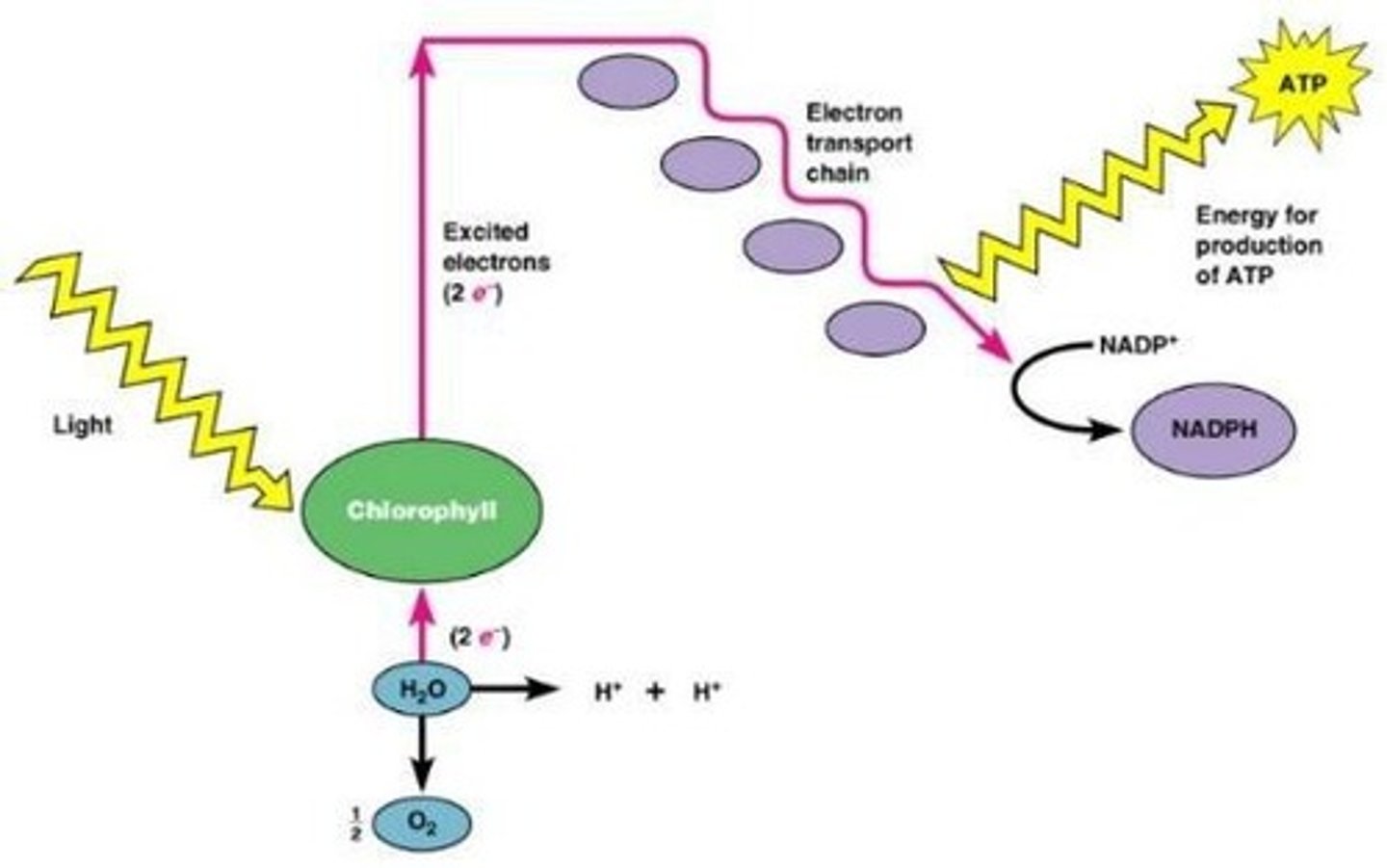 <p>The generation of ATP through light energy causing chlorophyll to give up electrons.</p>