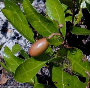 Family: Chrysobalanaceae (cocoplum family)

Common: gopher apple

Range: SC, FL, LA

Habitat: dunes, sandhills, flatwoods, scrubs

Growth habit: forms colonies, spreads rhizomatously, never over a foot tall. 

Bark:

Persistence: evergreen

Leaves: lime green, glabrous to pubescent, rounded to obtuse apex. margins entire>lightly crenate. Smoother under, textured veins on top. 

Fruit: drupe about 1/4in in size

Tol: mod shade, readily resprouts after fire, drought tolerant 

Other: Gopher food
