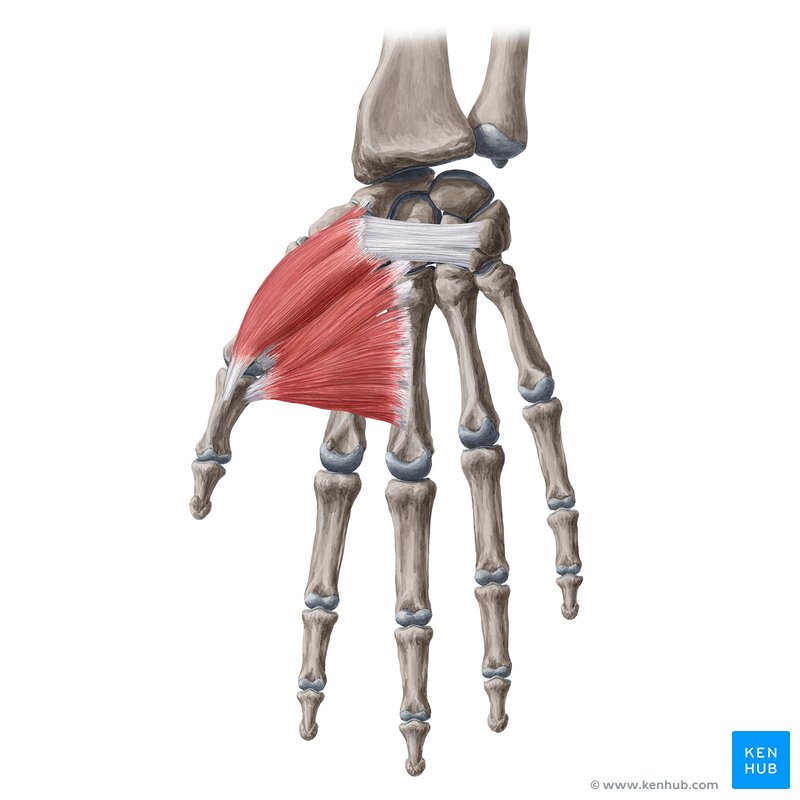 <p>Found at the base of the thumb; controls thumb movements.</p>