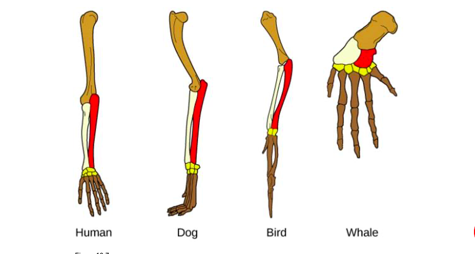 structures that have similar forms but have different functions