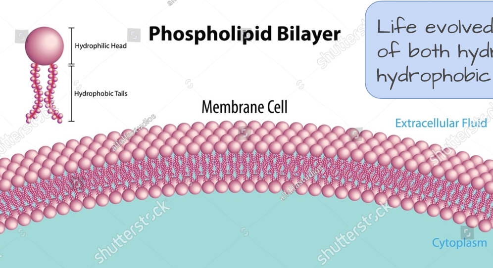<p><span style="background-color: transparent; font-family: "Architects Daughter", cursive;"><span>Life evolved to make use of both hydrophilic and hydrophobic molecules.</span></span></p><p><span style="background-color: transparent; font-family: "Architects Daughter", cursive;"><span>For example, phospholipids (in pink here) are part hydrophobic, part hydrophilic molecules that make up cell membranes. They form a barrier that separates the inside of the cell from the outside environment.</span></span></p><p><span style="background-color: transparent; font-family: "Architects Daughter", cursive;"><span>This barrier is critical for maintaining the internal environment of the cell and regulating what molecules can enter or leave.</span></span></p>
