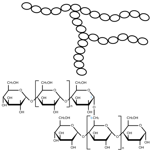 <p>complex starch, branched </p>