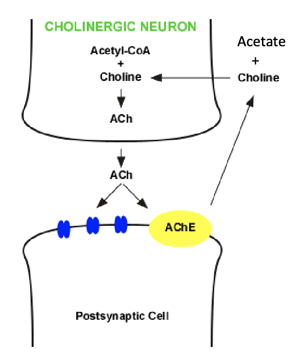 <ul><li><p>present in ganglia and target tissues</p></li><li><p>splits the ester bond connecting the choline to acetate</p></li></ul><p></p>