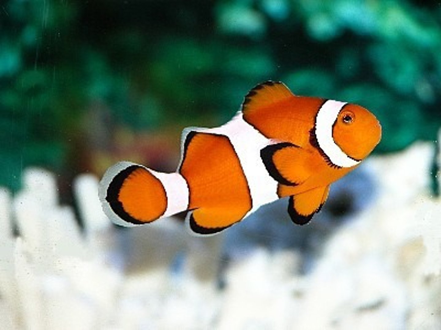 <p>con cá</p>