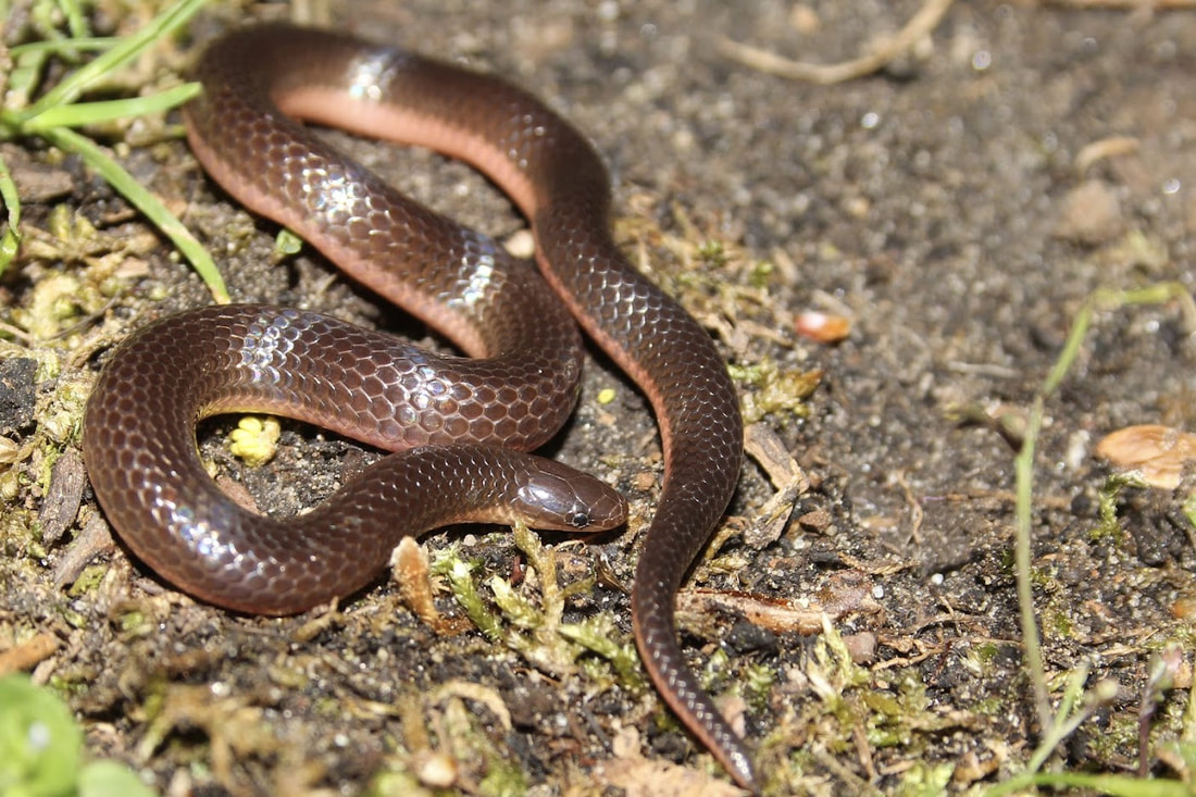 <p>Family: Colubridae</p><p>Latin: Carphophis amoenus</p><p>Common Wormsnake</p>