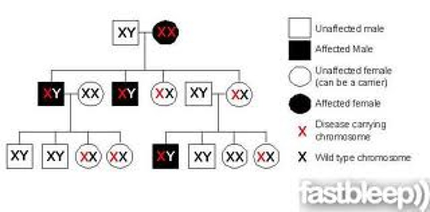 <p>a diagram that shows the occurrence and appearance or phenotypes of a particular gene or organism and its ancestors from one generation to the next</p>