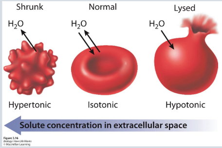 <p>The ability of a surrounding solution to cause a cell to gain or lose water</p><p></p>