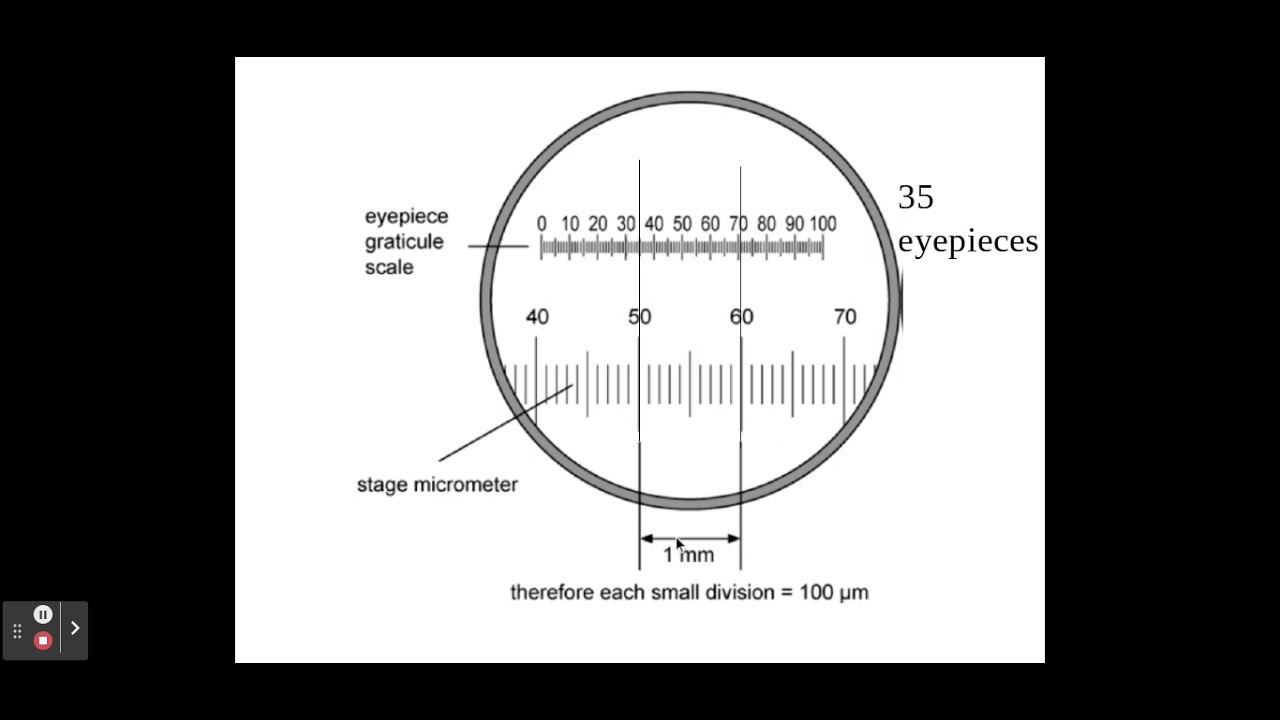 <ul><li><p>circular piece of glass/plastic that sits on a ledge in the eyepiece, w/ a scale engraved into it</p></li><li><p>will always appear the same no matter the magnification</p></li></ul><p></p>