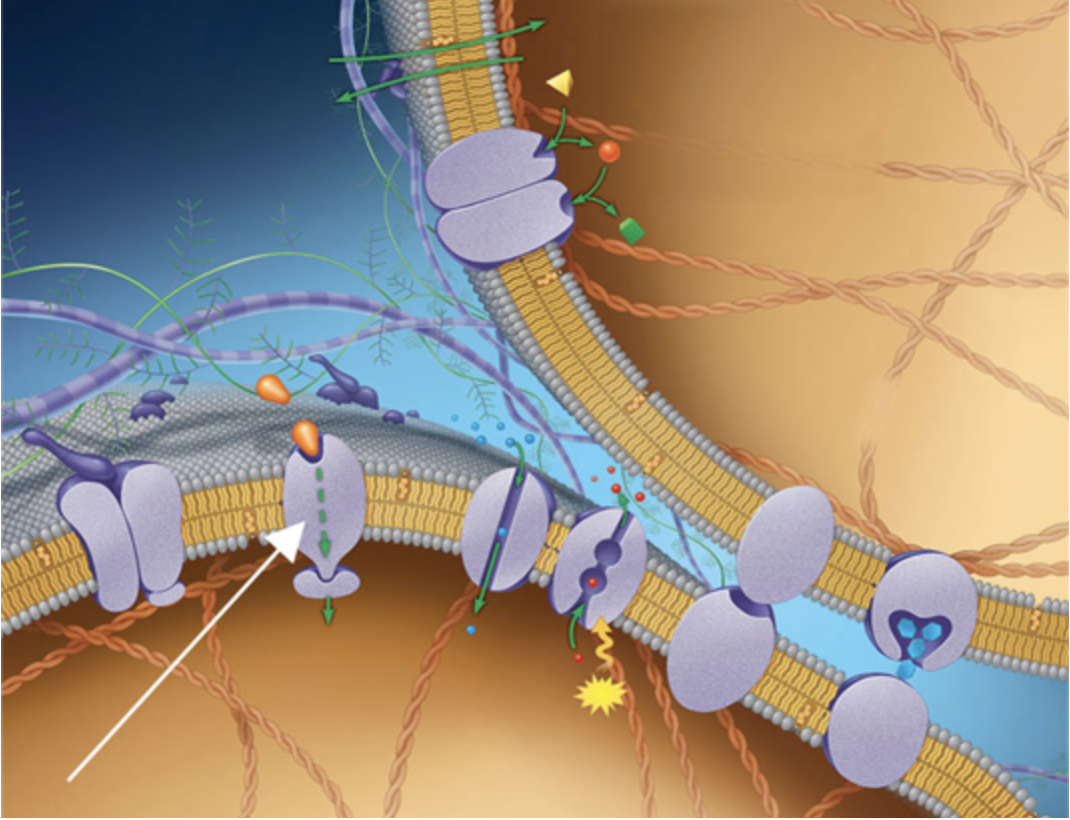 <p><span style="font-family: sans-serif">In this diagram of the plasma membranes of two adjoining cells, identify the protein indicated by the white arrow, including its function.</span></p>