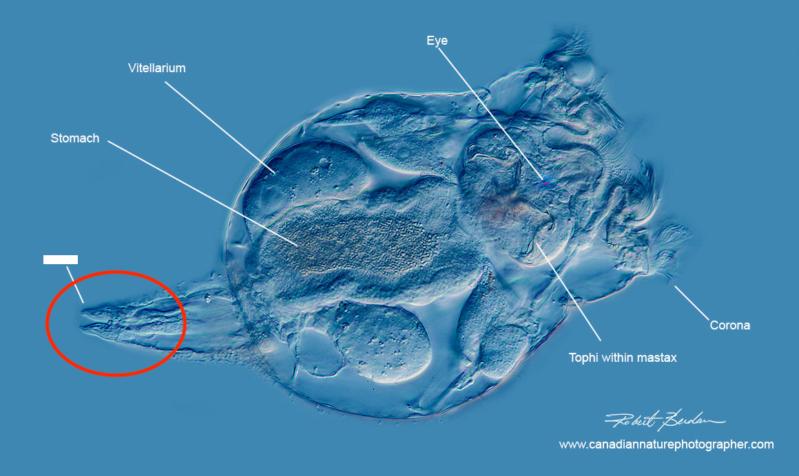 <p>What part of the rotifer is this?</p>