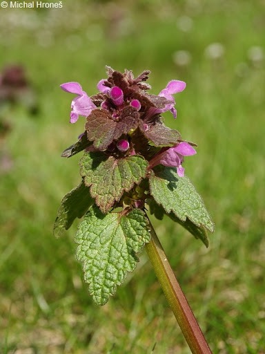 <p>Lamium purpureum - Lamiaceae</p>