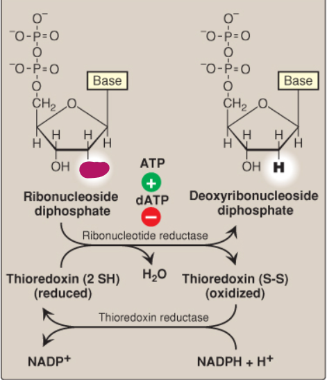 <p>Label this deoxyribonucleotide conversion.</p>