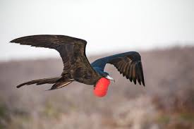<p>big, long forked tail, black, red balloon thing</p>