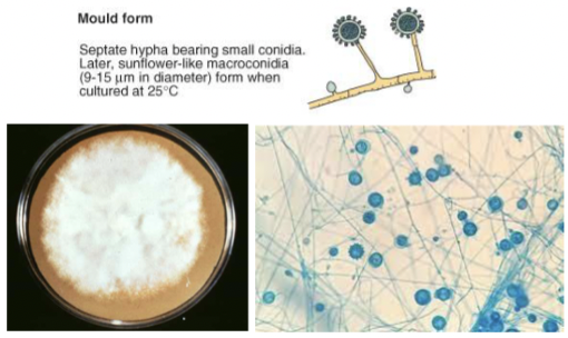 <p>Septate hyphae with small conidia and sunflower like macroconidia when cultured</p><p>Culture on SDA - methyl blue&nbsp;</p>