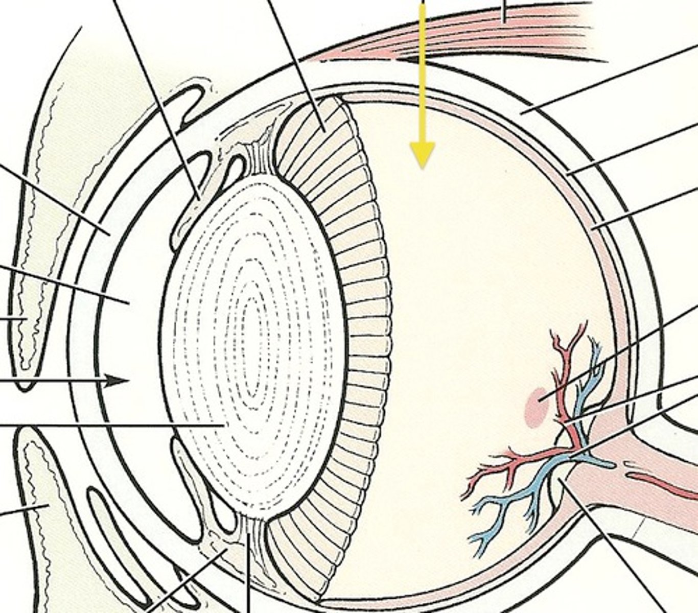 <p>Part labeled with yellow arrow (jelly like substance)</p>