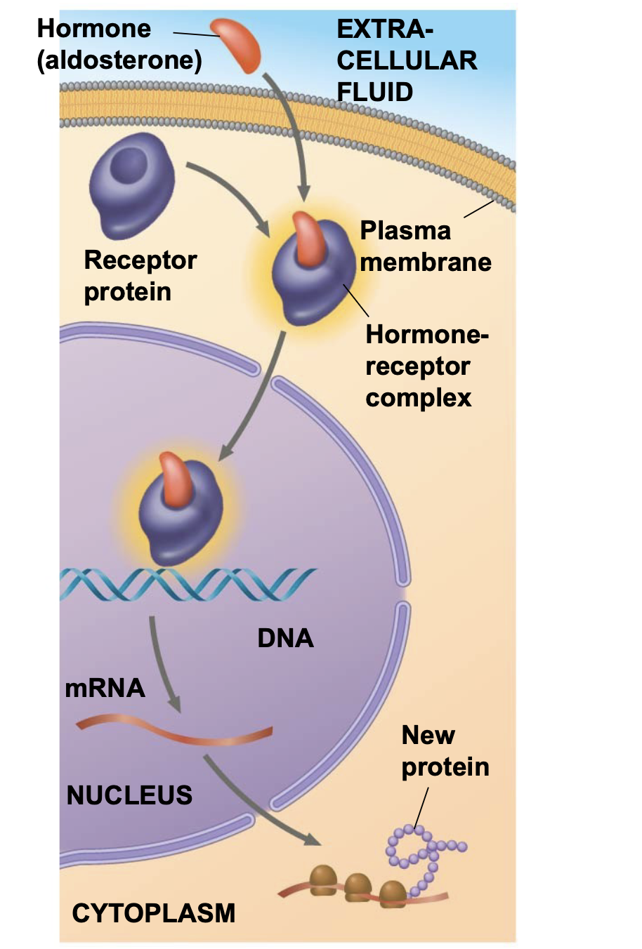 (Inside the cell, NOT on the plasma membrane) \n .Intracellular receptor proteins are found in the cytoplasm or nucleus of target cells \n .Small, hydrophobic chemical messengers can readily cross the plasma membrane and activate intracellular receptors \n .Examples of hydrophobic messengers are the steroid hormones of animals. An activated steroid hormone-receptor complex can \n act as a transcription factor, turning on specific genes