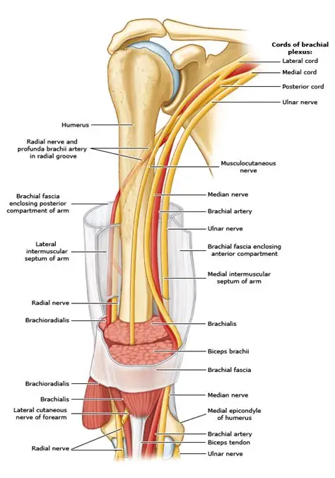 <p>A shallow groove on the back of the humerus where the *Radial nerve and Profunda brachii artery* travel together. ⚡</p>