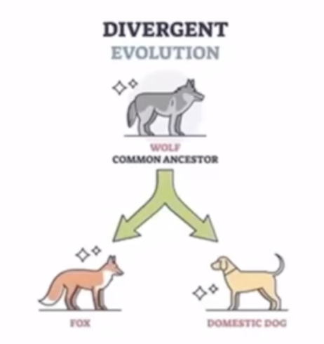 <ul><li><p>development of new species from common ancestor as species experience different environmental pressures</p></li><li><p>species gradually become more different from each other</p></li><li><p>homologous structures often come from divergent evolution/adaptive radiation</p></li><li><p>aka adaptive radiation</p></li></ul>