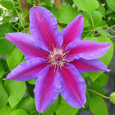 <p>What is this plant?</p>