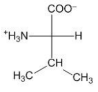 <p>—CH(CH3)2 (methine group, two methyl groups)</p>