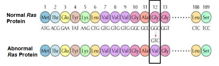 <p>Alterations to DNA sequences can stop or alter protein function --> disease / altered characteristics</p><p>Studying protein reveals underlying genetic variation (polymorphism)</p>