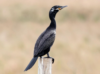 <p>Phalacrocoracidae</p>