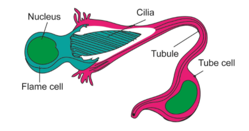 <p>; Excretory cells that remove waste</p>
