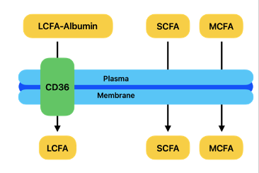 <p><span><strong>• CD36 mediates FA entry into the cell</strong></span><br><span>○ Stimulated by insulin and exercise (in different conditions)</span></p><p><span><strong>• Increased CD36 translocation enhances the cellular uptake of fatty acids along concentration gradient.</strong></span></p>