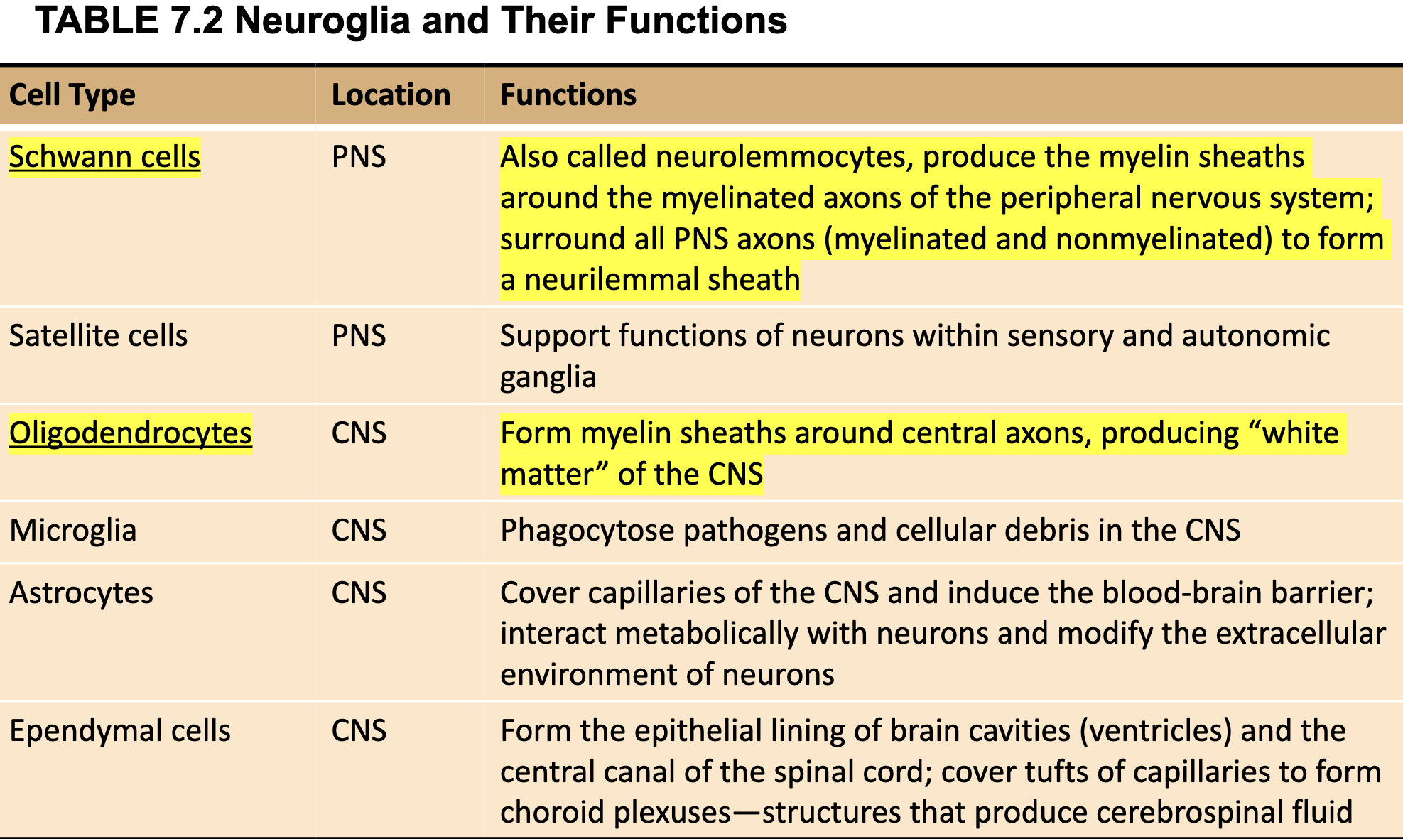 <ul><li><p><strong>Schwann Cells</strong>: PNS; produce the myelin sheaths around the <strong>MYELINATED axons </strong>of the PNS; surrounded all PNS (myelinated/nonmyelinated) to form a <strong>neurilemmal sheath</strong></p></li><li><p><strong>Oligodendrocytes</strong>: CNS; form myelin sheaths around <strong>CENTRAL axons</strong>, producing “white matter” of the CNS</p></li></ul><p></p>
