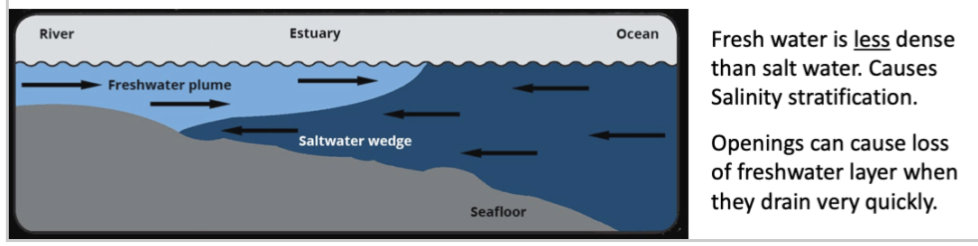            

Open at really steep grades and track through drainage sequence quickly = bad for lagoon

 

Stratification: Freshwater sits on top of normal water, all deoxygenated water can result in fish kills.

 

Need to take note of water quality in lagoon, low dissolved oxygen not a good idea to open, see the oxygen rich layer drain off and what's left behind will suffocate the fish

      