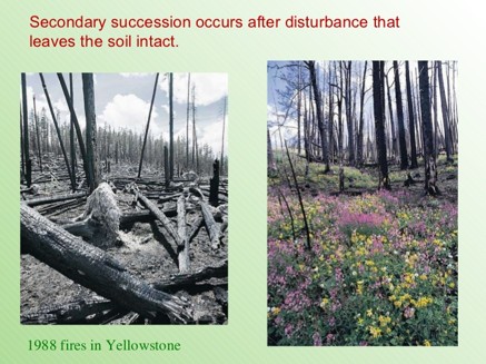 <p><span style="font-family: &quot;Baskerville Old Face&quot;; color: rgb(250, 217, 195);"><strong><span>ecosystem forms where soil or bottom sediment already exists → resilience (ability to bounce back)</span></strong></span></p><ul><li><p><u>Ecosystems w/ high resilience are more likely to undergo secondary succesion</u></p></li></ul><p><span style="font-family: &quot;Wingdings 2&quot;;"><span></span></span><span style="font-family: &quot;Baskerville Old Face&quot;;"><span>Often seen as </span><strong><span>nature “reclaiming” an area</span></strong></span></p><p><span style="font-family: &quot;Wingdings 2&quot;;"><span></span></span><span style="font-family: &quot;Baskerville Old Face&quot;;"><span>Ecosystem existed there previously</span></span></p><p><span style="font-family: &quot;Wingdings 2&quot;;"><span></span></span><span style="font-family: &quot;Baskerville Old Face&quot;;"><span>Eg Burned or cut forest, abandoned farmland, polluted or altered waterways, vacant lots</span></span></p><p><span style="font-family: &quot;Wingdings 2&quot;;"><span></span></span><span style="font-family: &quot;Baskerville Old Face&quot;;"><span>Occurs in similar way to primary succession – smaller plants become established &amp; larger ones eventually move in</span></span></p>