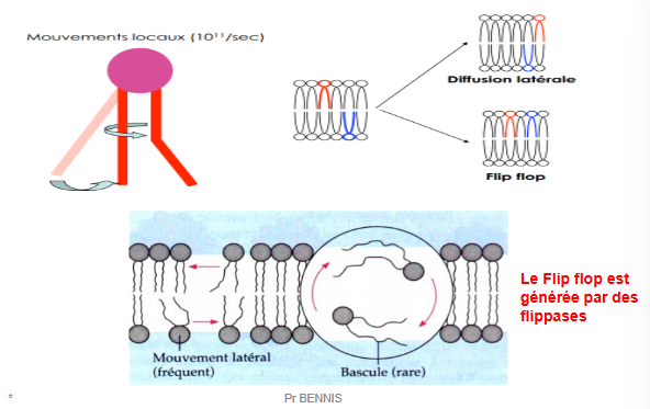 <p>Le flip-flop est un mouvement où un lipide passe d'un feuillet de la bicouche à l'autre. Ce mouvement est beaucoup plus lent et rare en raison de la nécessité de traverser la région hydrophobe de la membrane, ce qui nécessite une énergie supplémentaire. </p><p>il es observé dans les ç tumorales </p>