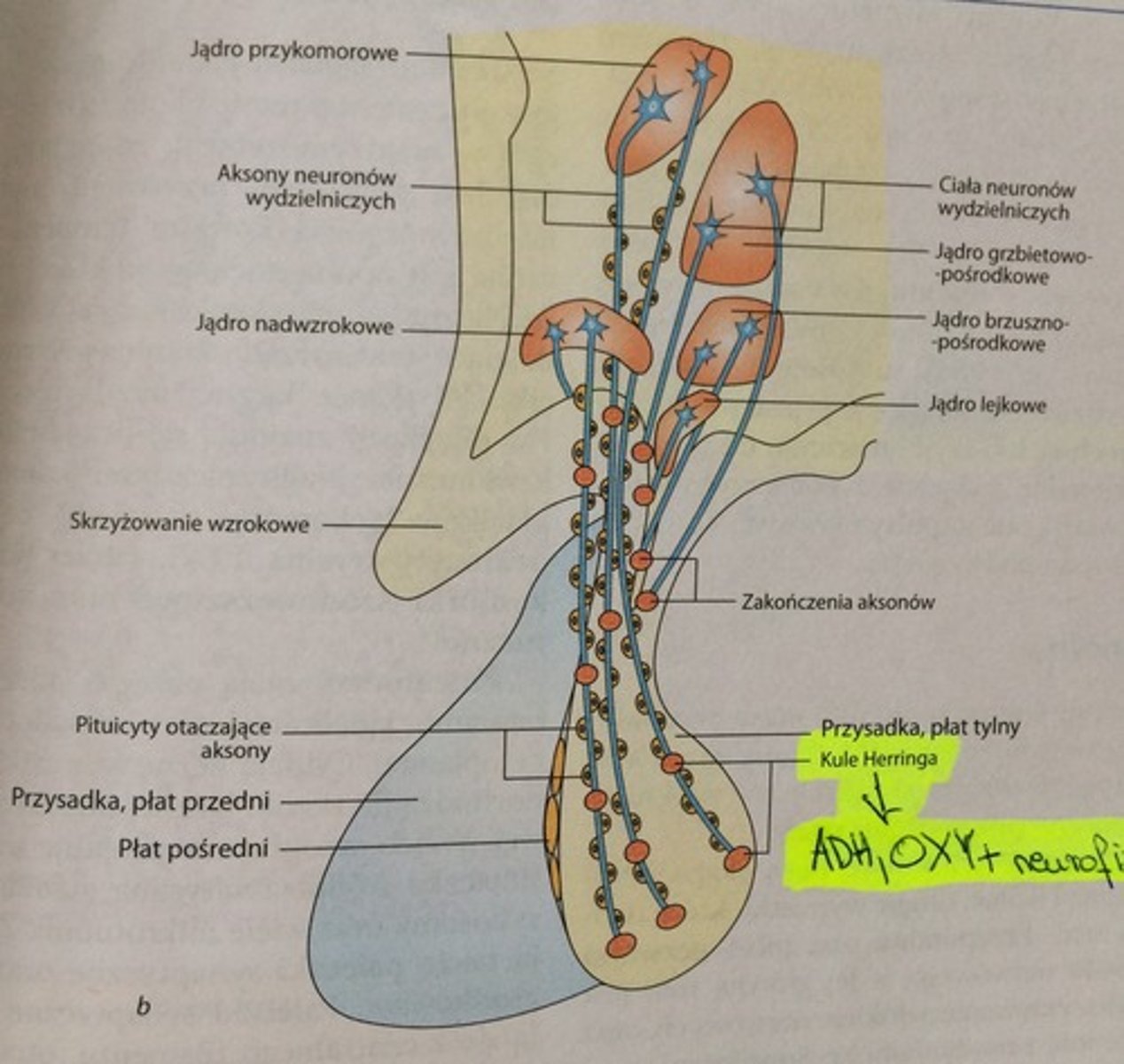 <p>- neurony małokomórkowe wydzielnicze - znajdują się w jądrze łukowatym, grzbietowo-pośrodkowym, brzuszno-pośrodkowym podwzgórza</p><p>- neurony wielkokomórkowe wydzielnicze - znajdują się w jądrze nadwzrokowym i przykomorowym podwzgórza. </p><p>Aksony neuronów małokomórkowych dochodzą jako droga guzowo-lejkowa do wyniosłości przyśrodkowej i górnej cz. trzonu lejka. Ciała kom. tych neuronów syntetyzują liberyny i statyny, które pobudzają&nbsp;lub hamują wydzielenia kom. endokrynowych przysadki gruczołowej. </p><p>Aksony neuronów wielkokomórkowych tworzą drogę podwzgórzowo-przysadkową, która kończy się w tylnym płacie przysadki. Na przebiegu aksonów znajdują się zgrubienia z pęcherzykami transportującymi ADH, oksytocynę, neurofizynę. </p><p>Zgrupowanie tych pęcherzyków nazywa się kulami Herringa. </p><p>Ciała kom. neuronów wielokomórkowych syntetyzują ADH i oksytocynę, transportowane przy udziale neurofizyny</p>