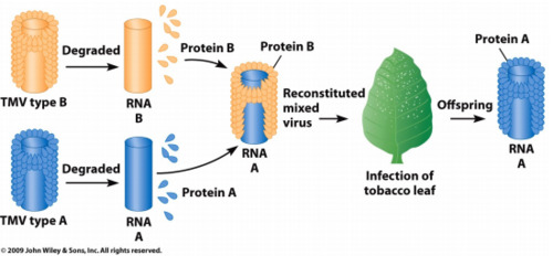 1. Extracted sap from infected plant
2. Passed sap through a porcelain filter known to trap bacteria
3. Rubbed filtered sap on healthy tobacco plants
4. Healthy plants became infected