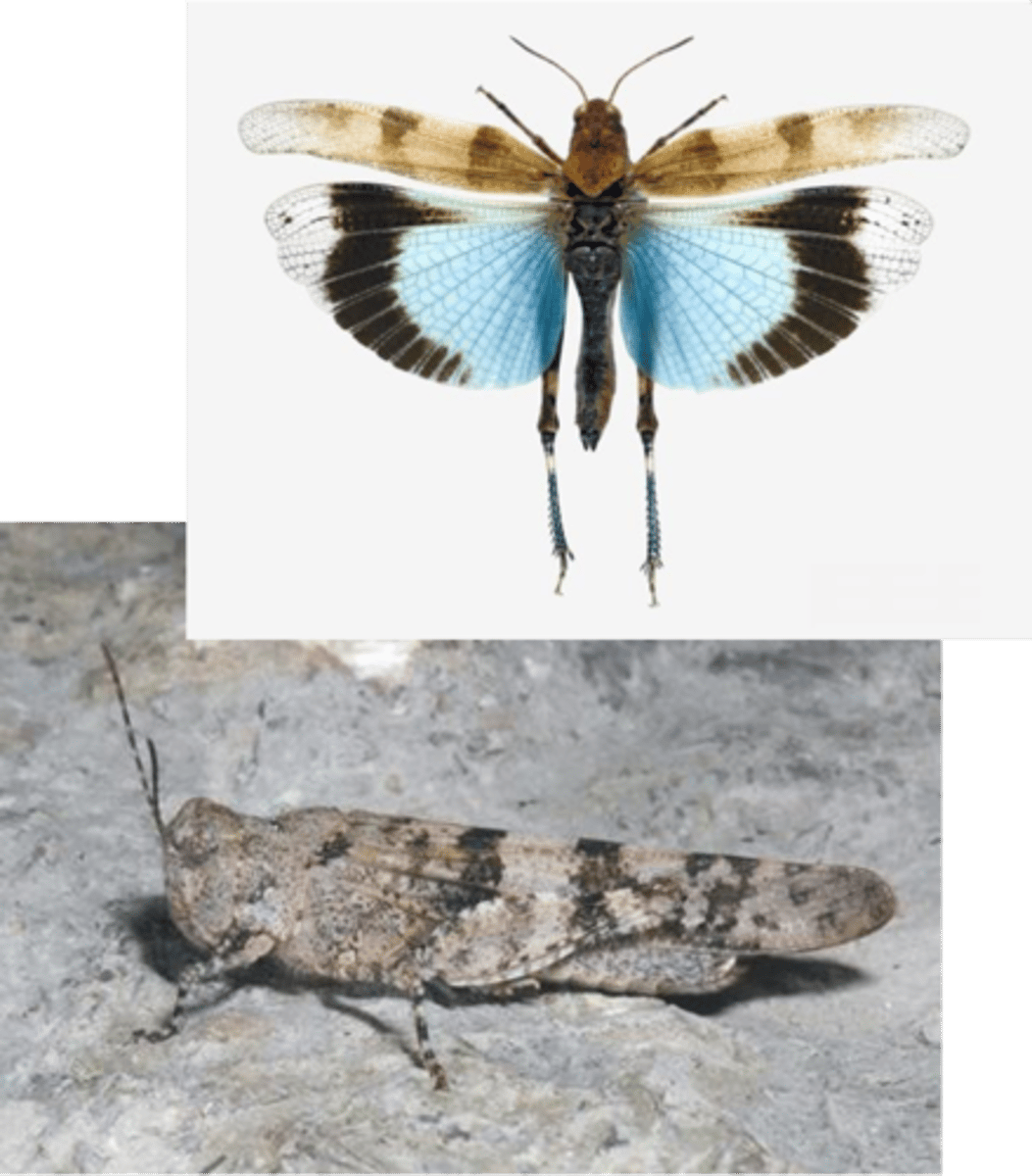 <p>ŘÁD- česky, latinsky</p><p>Podřád- česky, latinsky</p><p>Infrařád- /</p><p>Čeleď- česky</p><p>Rod- /</p><p>Druh- česky</p><p>(zvuk nohama, výskyt pískovny, lomy, barva modrá protože chce být vidět (efekt záblesku))</p>