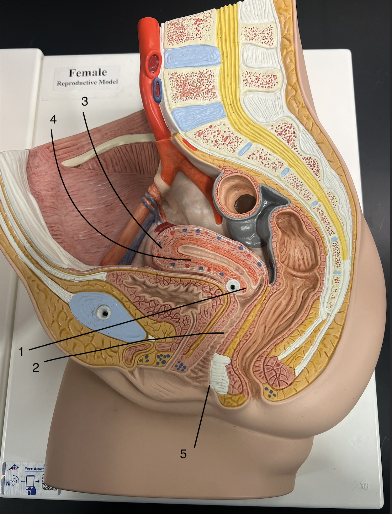 <p>what is #4</p>