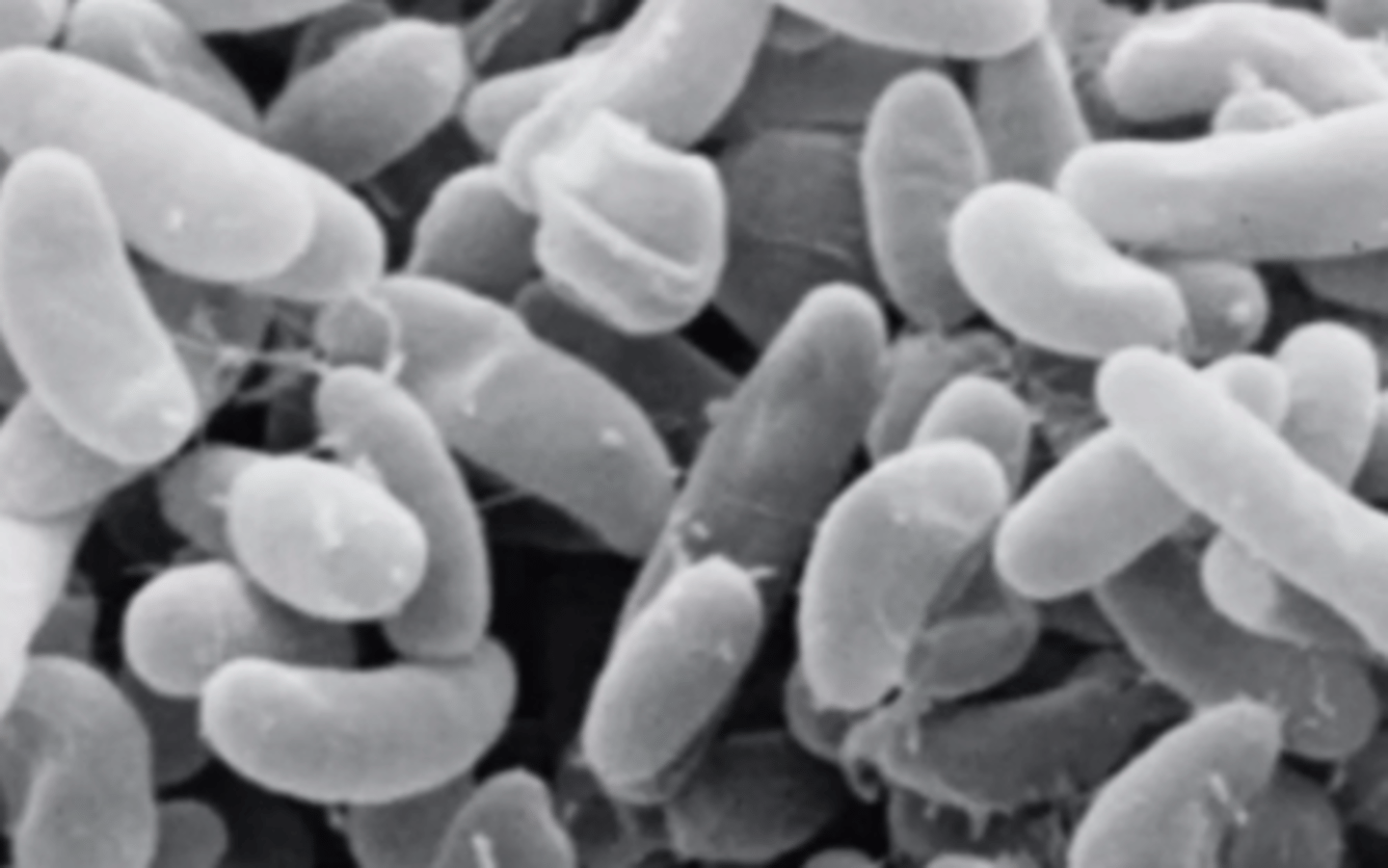 <p>What type of microscopy is shown?</p>