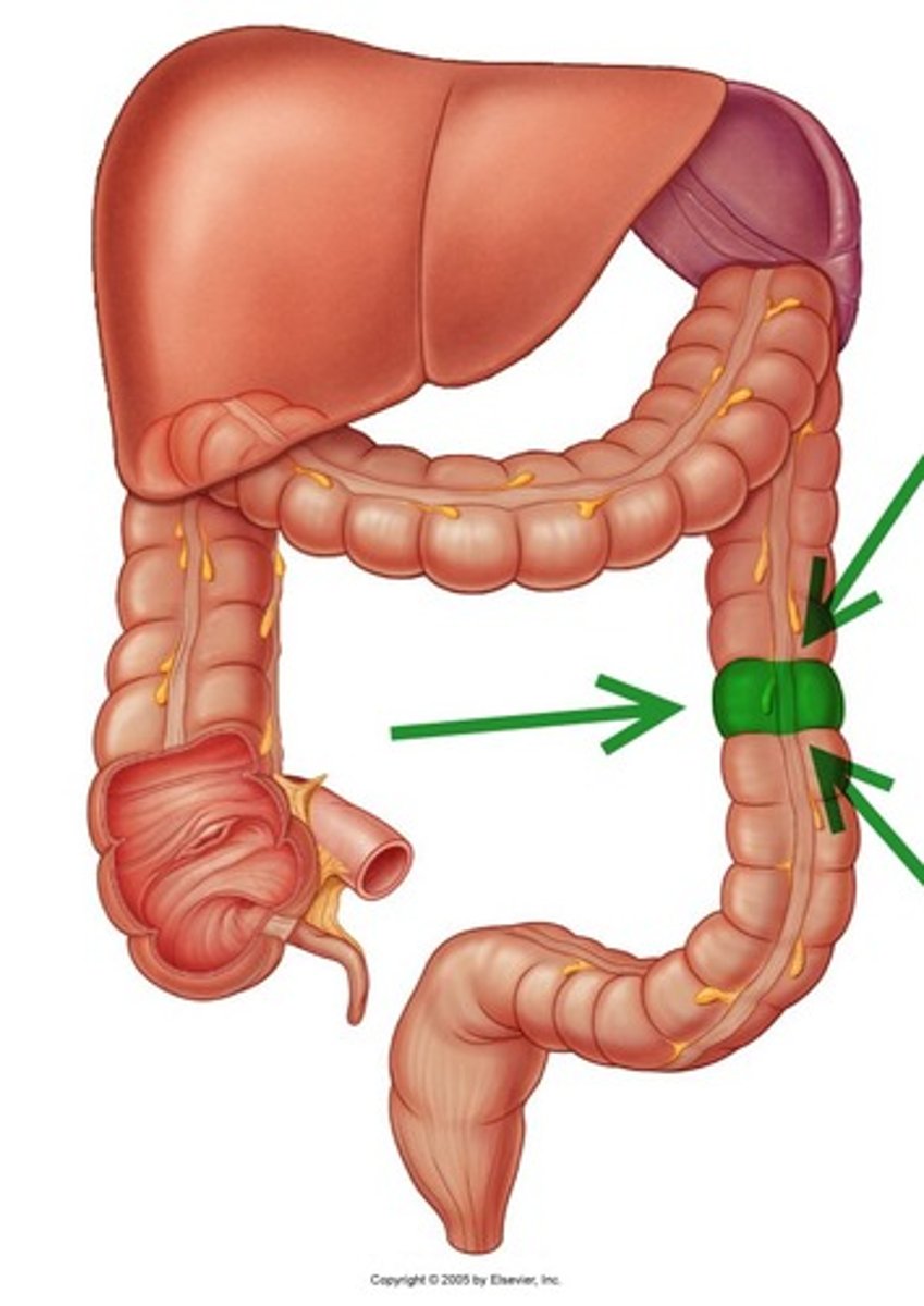 <p>small pouches caused by sacculation, which give the colon its segmented appearance</p>