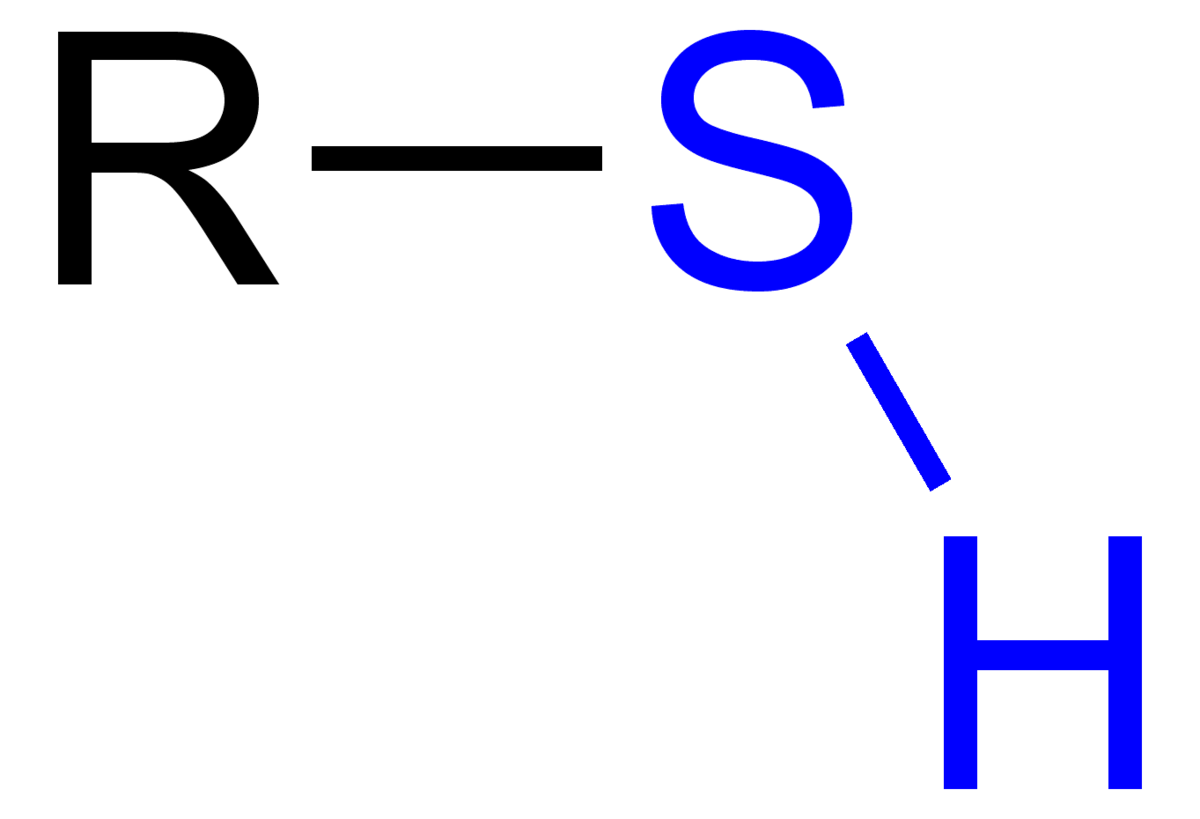 <p><span><span>Contains a sulfhydryl (-SH) functional group, where sulfur is bonded to a hydrogen.</span></span></p>