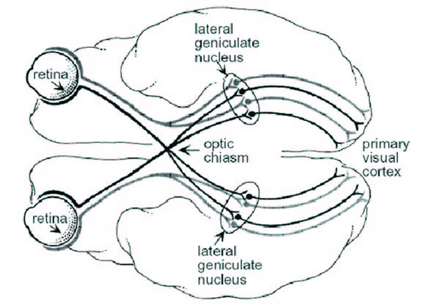 <p>•Receives information from lateral geniculate body (geniculocalcarine tract)</p>