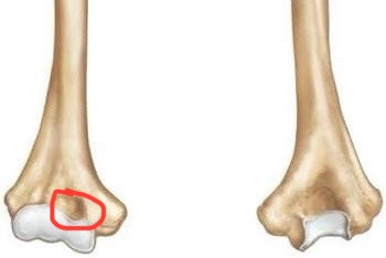 <p>humerus, smaller dent of the bottom front</p>