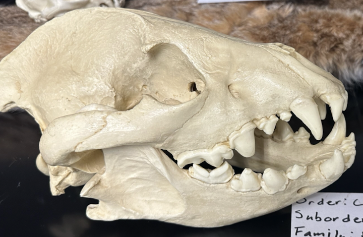 <p>Hyaenidae </p>