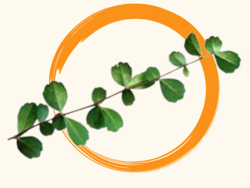 <p>Tsaang Gubat (Carmona retusa / Ehretia microphylla)</p>