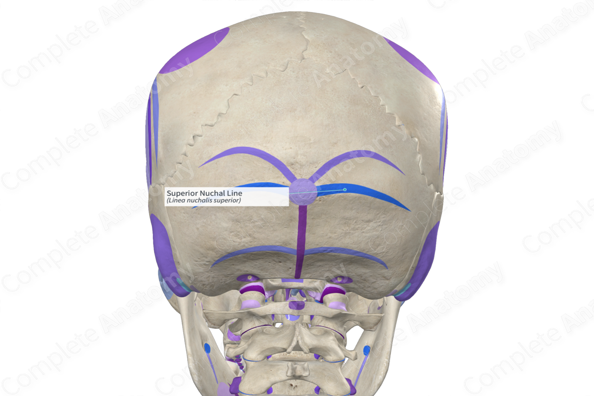 <p>Occipital bone (superior nuchal line)</p>