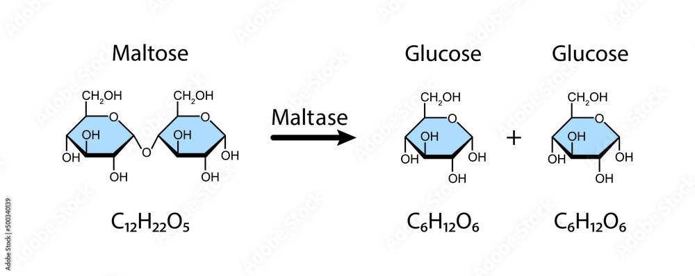 <p>glucose + glucose</p>
