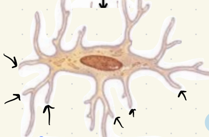 <p>Step 5 Osteocytes:</p><p>Key</p><p>Contain</p>