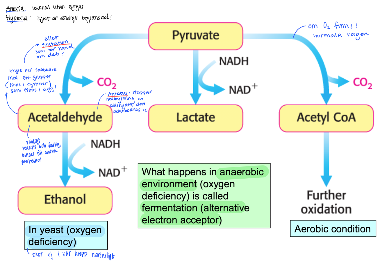 <p><strong>Gott om O2</strong></p><ul><li><p>den vanliga vägen till KREB, omvandlas till Acetyl-CoA och släpper en CO<sub>2</sub>.</p></li></ul><p></p><p><strong>O2 absent (</strong><span style="color: blue"><strong>Anoxia</strong></span><strong>)</strong></p><ul><li><p>Turns into lactic acid? Using NADH as a electron donor to form NAD+.</p></li></ul><p></p><p><strong>O2 deficiency (</strong><span style="color: blue"><strong>Hypoxia</strong></span><strong>) : only in yeast</strong></p><ul><li><p>Turns into Acetaldehyde (very reactive to other molecules, needs to get broken down) and later into Ethanol using NADH to form NAD+.</p></li></ul><p></p>